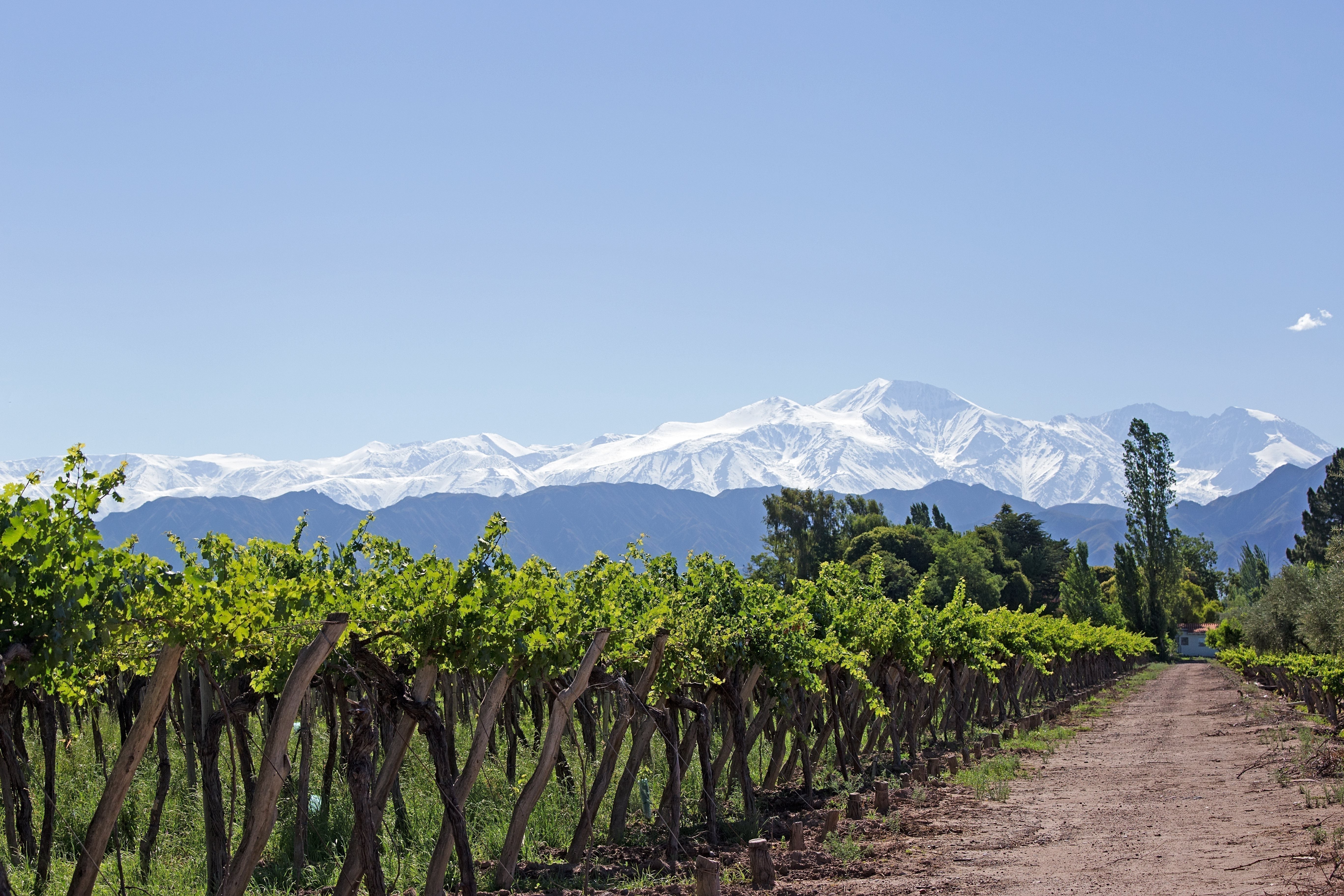 Argentina Wine Guide: Discover the Best Wines & Regions