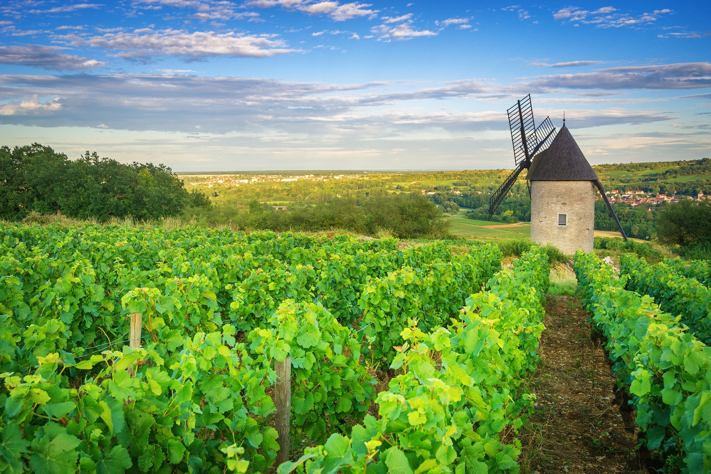 France world wine tour